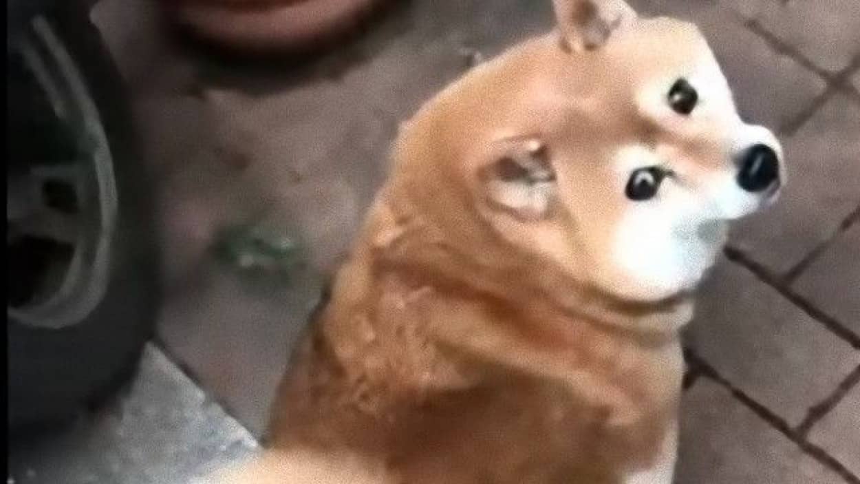 お散歩中の柴犬を尾行してみた 背後が気になる柴犬の瞳がかわいい カラパイア お散歩中の柴犬を尾行してみた 背後が気になる柴犬の瞳がかわいい カラパイア