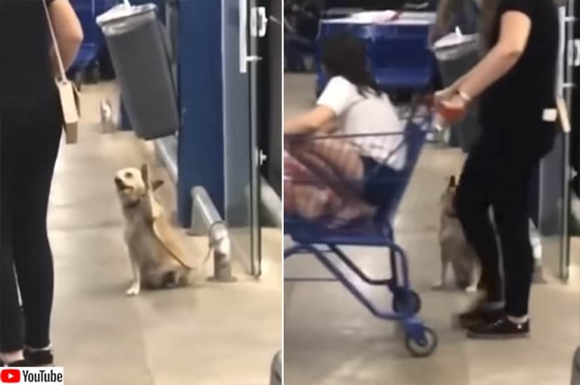 訪れる客全てを幸せな気分にしていた犬 手を振って 分け隔てなく愛を振りまく カラパイア
