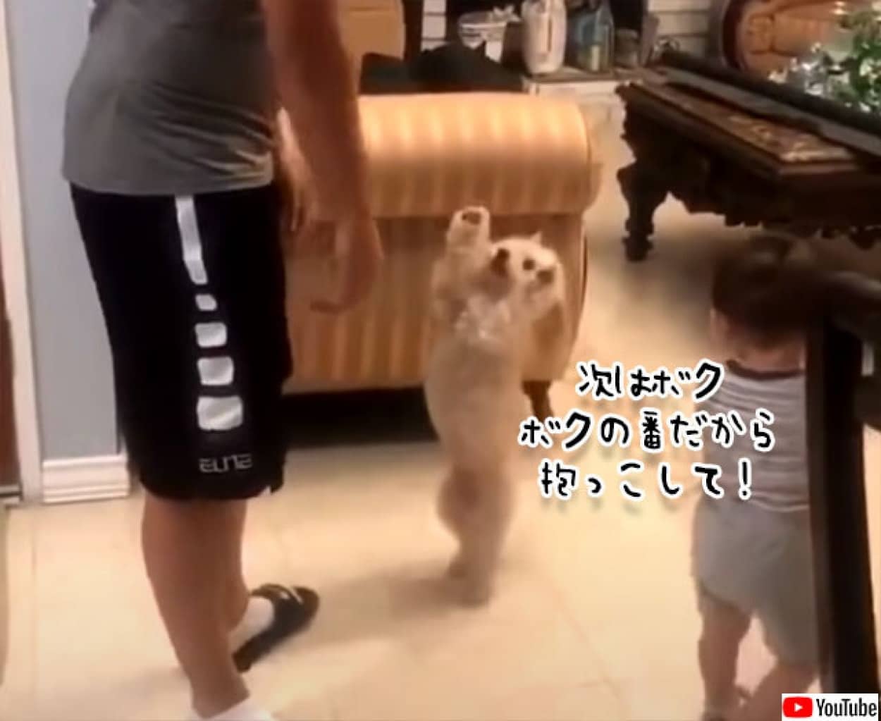 「たかいたかい」をしてもらいたい犬