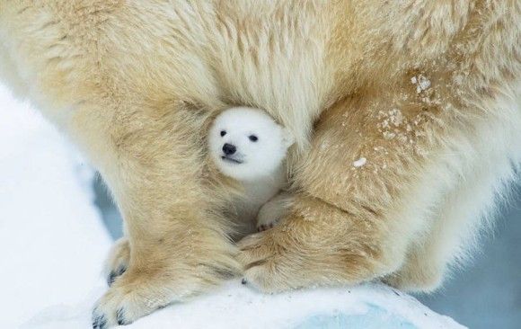 ぬいぐるみ越え お母さんの愛情に守られながらすくすく育つよ シロクマの赤ちゃんのきゅんかわ画像 カラパイア