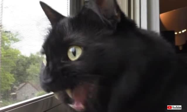 猫の鳴き声には意味がある 7種の鳴き方とその意味 カラパイア