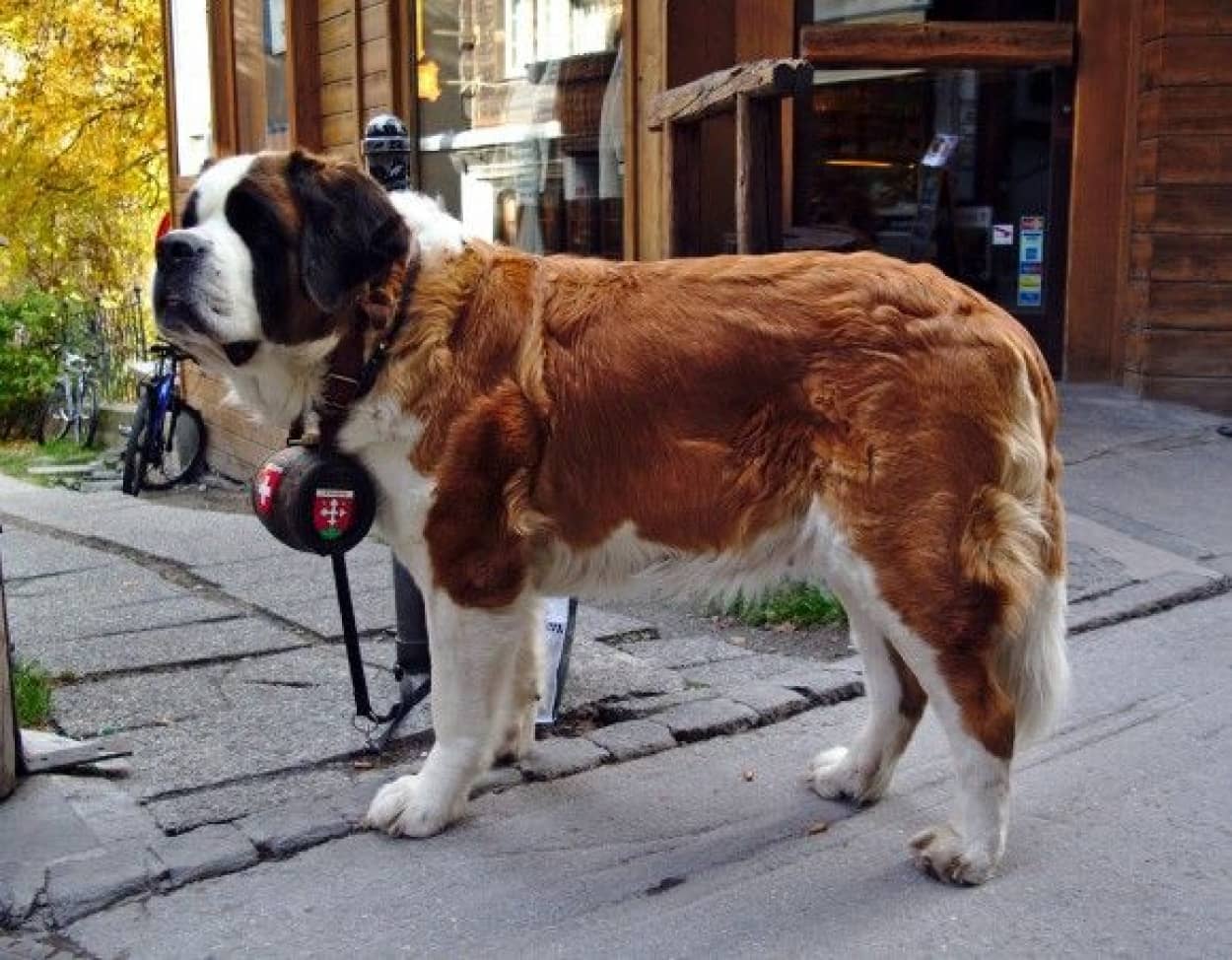 dog-1436192_1920_pixabay_e