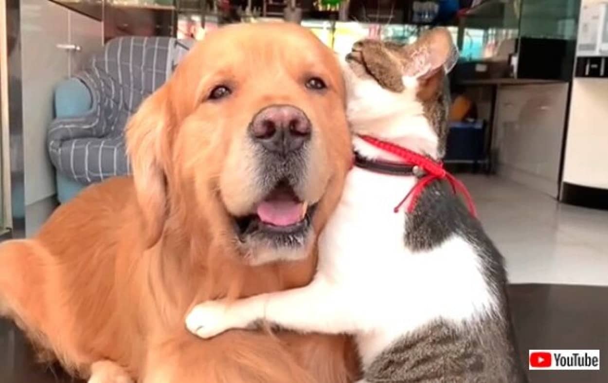 ゴールデンと猫のハグ 大好きだよ と抱擁し合う2匹の姿がプライスレス カラパイア ゴールデンと猫のハグ 大好きだよ と抱擁し合う2匹の姿がプライスレス カラパイア