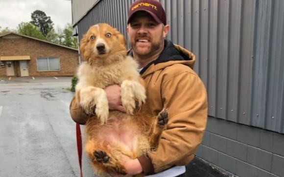 竜巻の後行方不明になった犬、コロナ禍の中、54日ぶりに飼い主と再会（アメリカ）