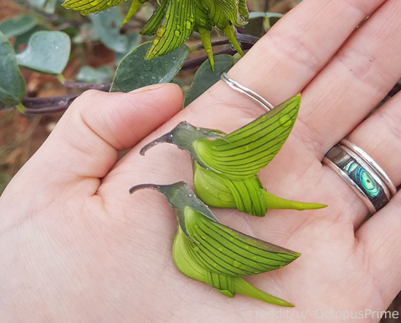 緑色のハチドリかな。と思ったら植物だった！ハチドリそっくりに見えるオーストラリアの花「グリーン・フラワーバード」