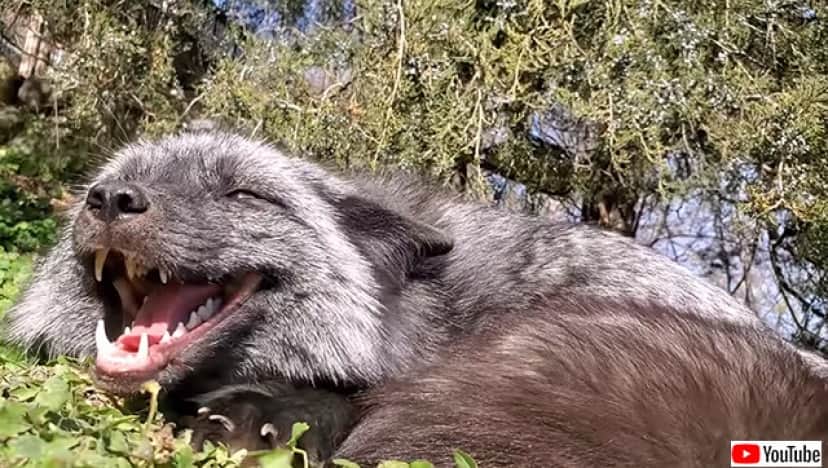 どんな夢を見てるの 寝ながらおしゃべりするかわいいキツネ 要音声 カラパイア