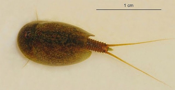 ネットアイドル生物図鑑 寄り目がキュート 生きた化石 カブトエビ カラパイア
