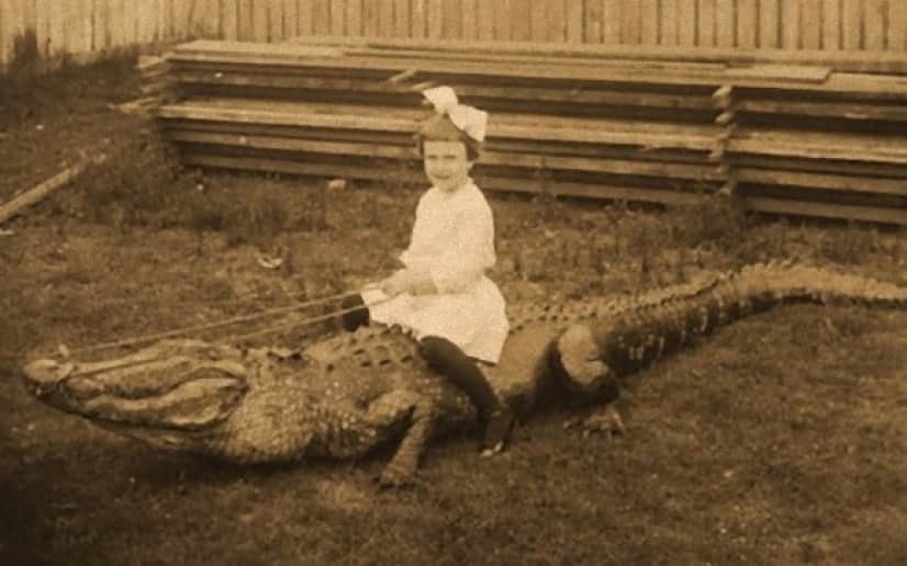 20世紀のアメリカでは、子どもがワニに乗るのがトレンドだった。ワニと ...