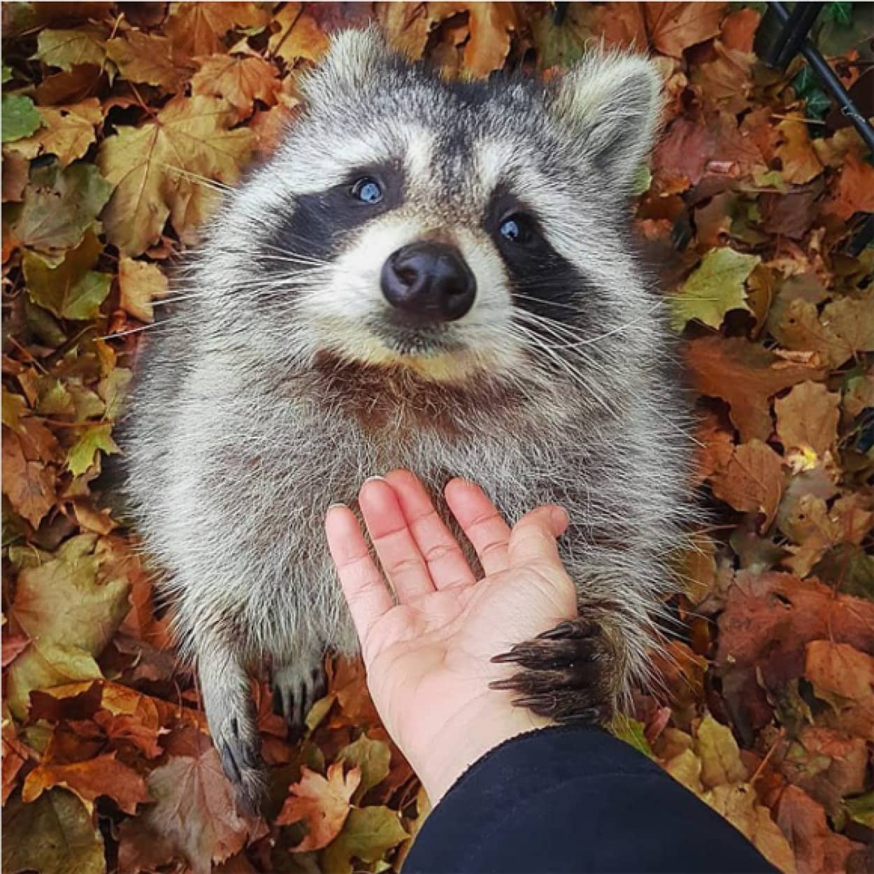 あの時助けてもらったアライグマです 道に捨てられていたアライグマを保護したところ 野生に帰した後も会いに来るように カラパイア