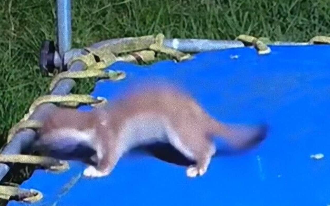 オコジョの子 トランポリンで遊ぶよ遊ぶ その姿が楽しそうなこと カラパイア オコジョの子 トランポリンで遊ぶよ遊ぶ その姿が楽しそうなこと カラパイア