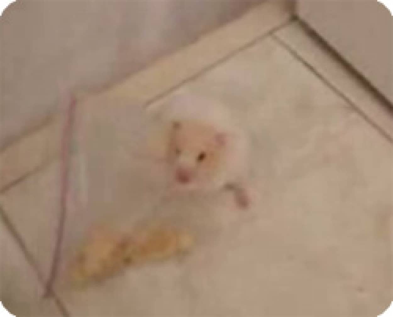 袋