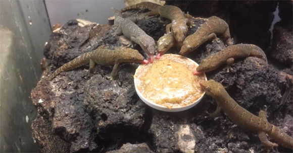 すごく シュールです オガサワラヤモリの晩餐風景 カラパイア