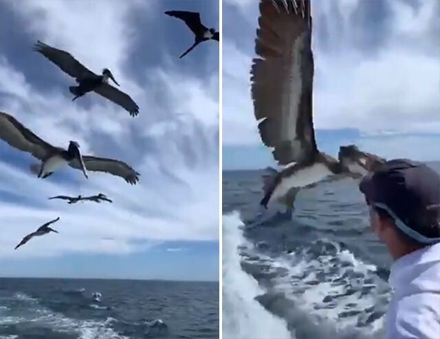 水鳥たちに釣った魚を与えていたところ、予期せぬ訪問者が魚を根こそぎ食べつくしていった件