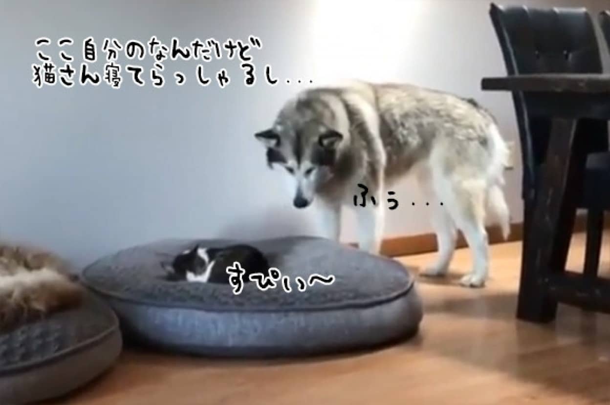自分のベッドに猫が寝てたので すごく遠慮がちにベッドに横たわる謙虚すぎる犬 カラパイア 自分のベッドに猫が寝てたので すごく遠慮がちにベッドに横たわる謙虚すぎる犬 カラパイア