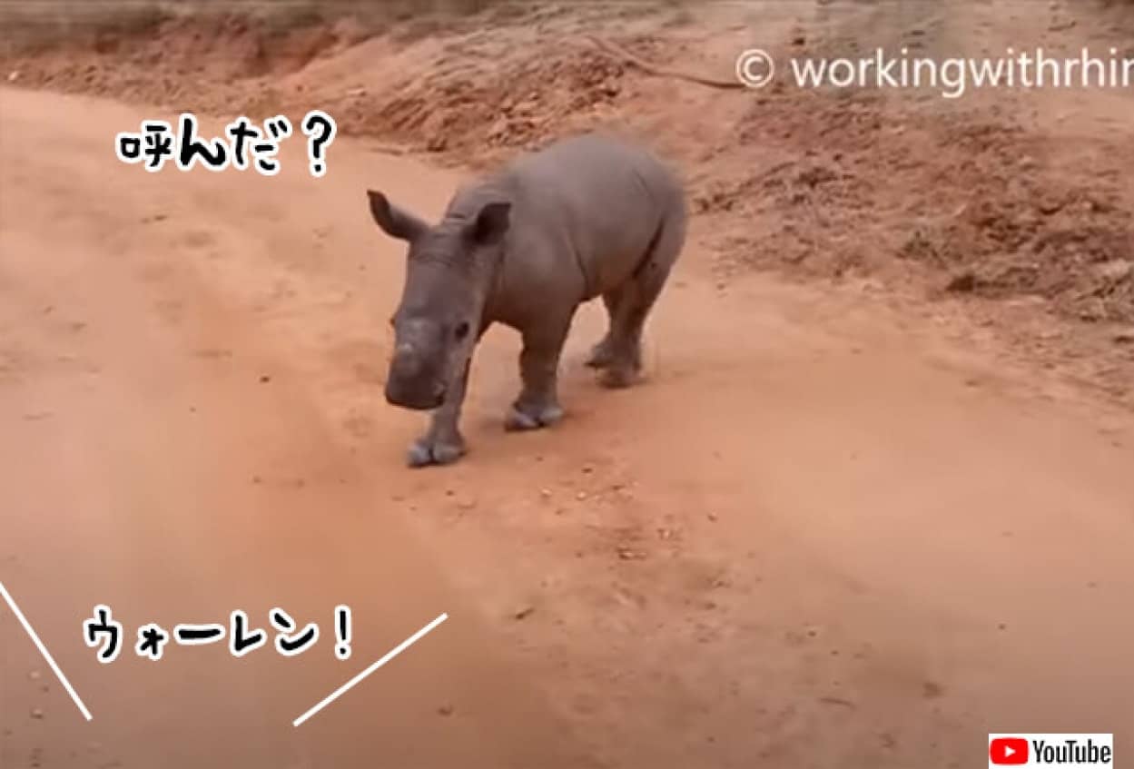 サイの犬化