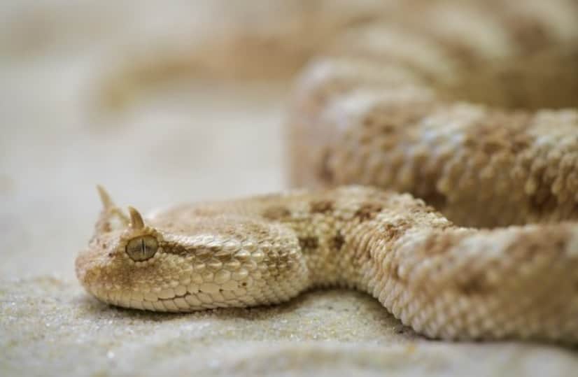 snake-208585_640_e