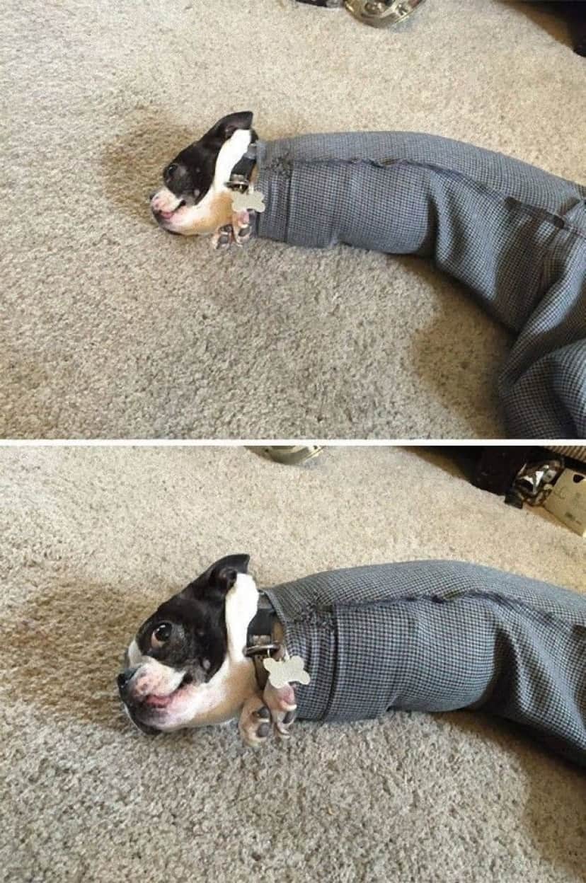やらかしちゃってごめんなさい 思わず脱力するっきゃない犬の面白画像集 カラパイア やらかしちゃってごめんなさい 思わず脱力するっきゃない犬の面白画像集 カラパイア