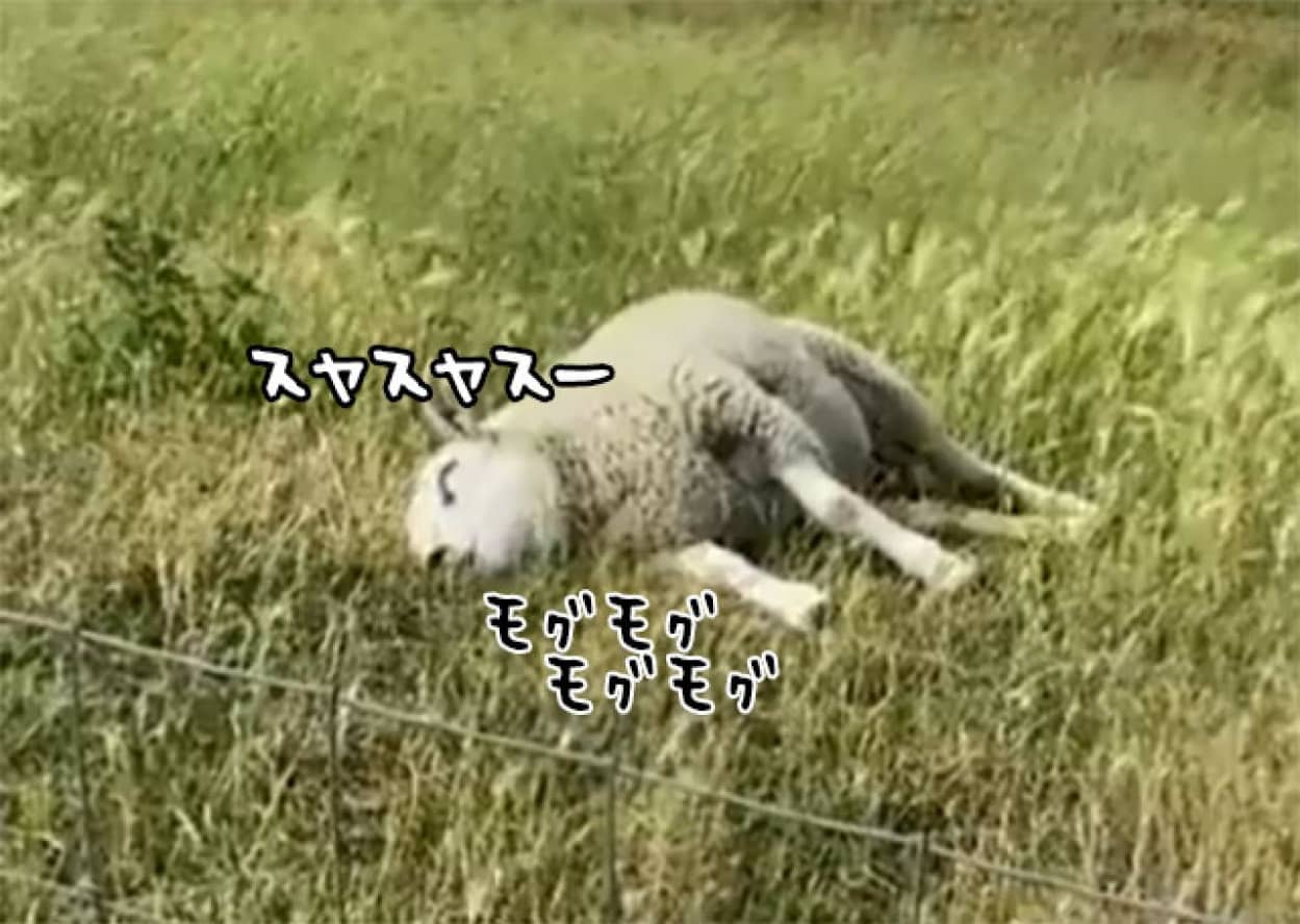 ̲¤ê¤Ê¤¬¤é¿©¤Ù¤ëÍÓ