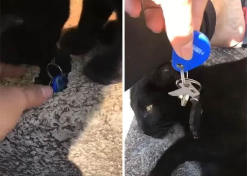 cat4_e