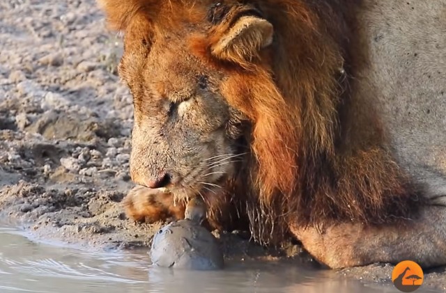 水を飲むライオンに超絶接近する亀