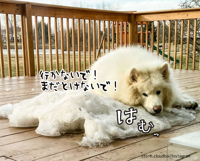 雪を誰よりも愛するアラスカン・マラミュート犬、わずかに残った雪にぺとりんこ