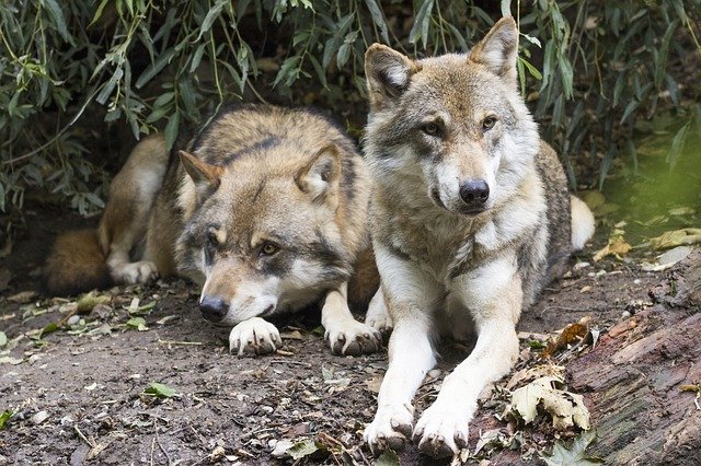 wolves-1388558_640