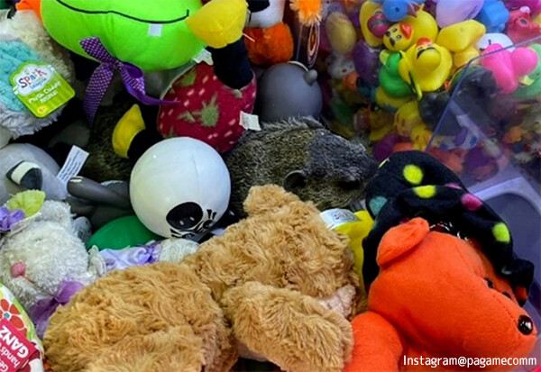 景品のぬいぐるみ？と思ったら本物だった！クレーンゲーム機の中にウッドチャックが紛れ込む