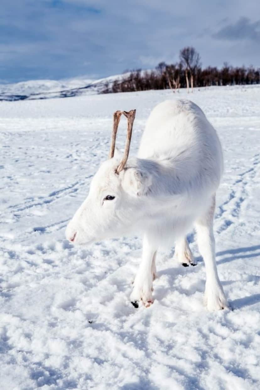 reindeer-2 (1)