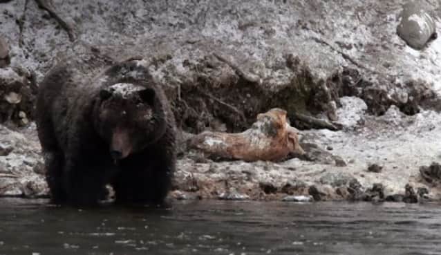 アンビリーバボー クマの襲撃から生還を果たした10の事例 カラパイア