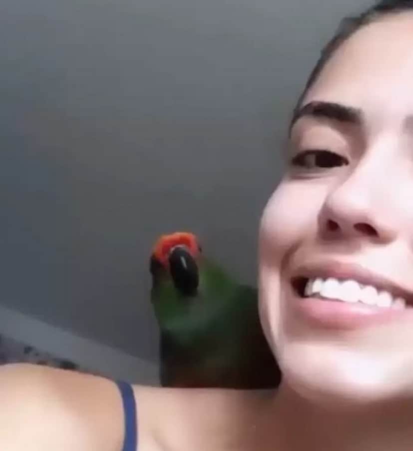 parrot3_e