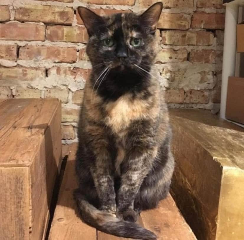 cat1_e