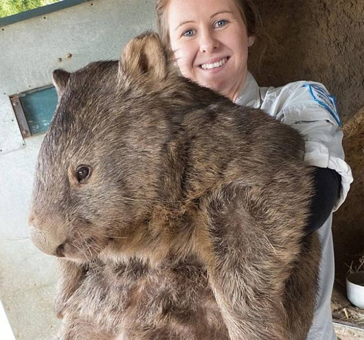 ウォンバット　茶臼山動物園