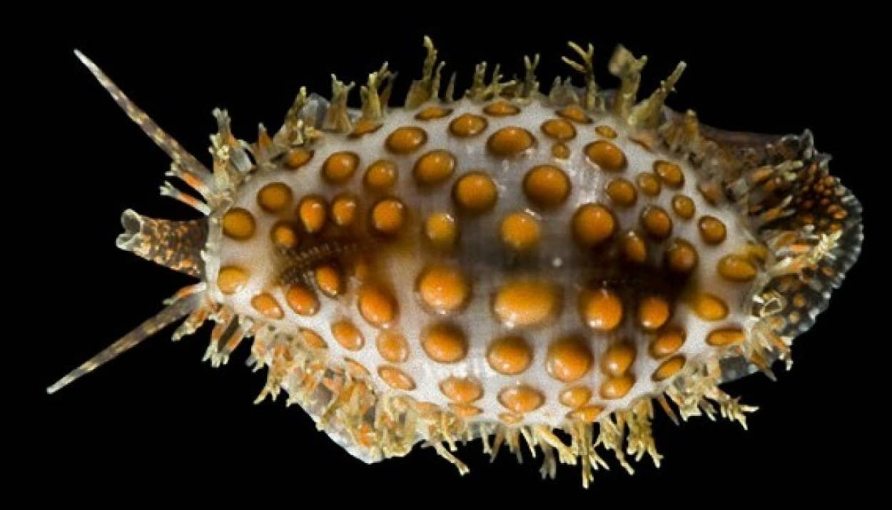 これがリアル王蟲か オレンジ色のツブツブが魅力の腹足類 キノコダマガイ カラパイア