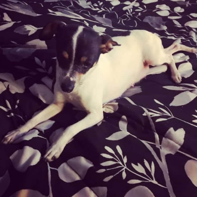 dog1_e