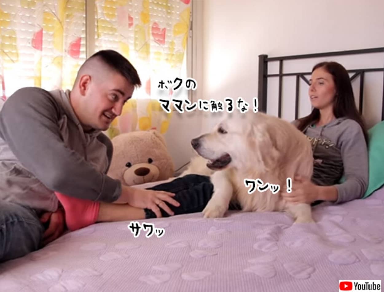 犬のかわいいジェラシー。夫に妻を触らせない