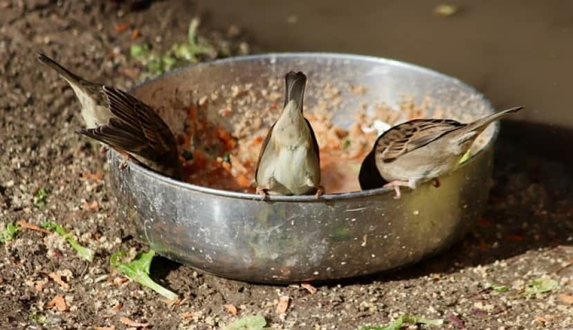 sparrows-g6e100664b_640