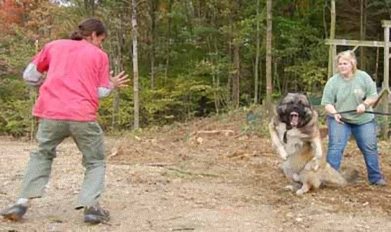 オオカミの血を引く勇敢な犬 コーカシアン シェパード ドッグ の鬼の形相 厳選犬の面白表情画像集 カラパイア