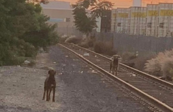 それでも待ち続けていた。飼い主に捨てられた場所から動こうとしない2匹の犬