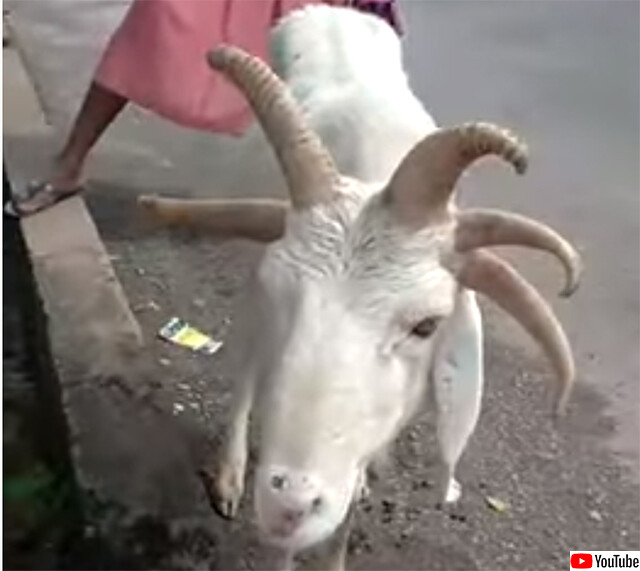 神の使いか 5本角の羊がイスラム教の祭日の前夜 市場に現れる カラパイア