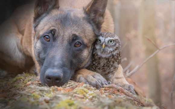 小さなフクロウと大きな犬の最強コンビ、出会ってすぐに大親友に（ドイツ）