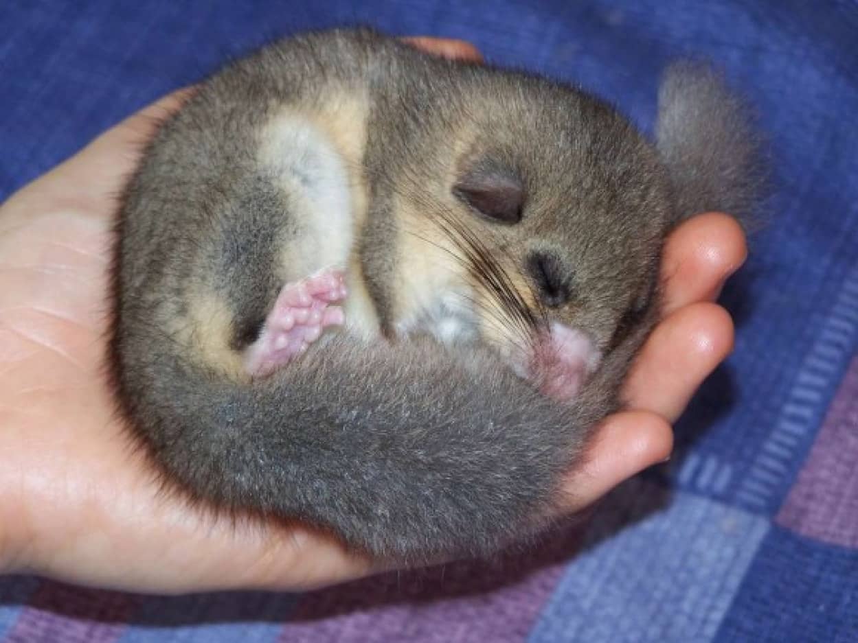 やばっ 寝過ごした うっかり1年近く冬眠してしまう動物 ヤマネさん オーストリア研究 カラパイア やばっ 寝過ごした うっかり1年近く冬眠してしまう動物 ヤマネさん オーストリア研究 カラパイア