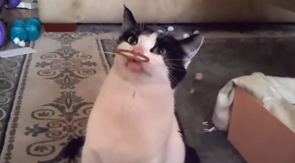 輪ゴムを前にすると挙動不審となる猫たちの映像総集編 カラパイア