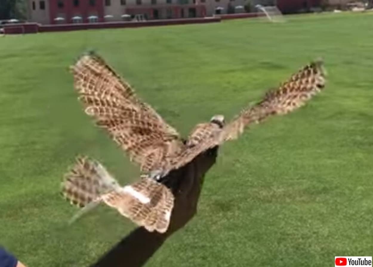 死んだ鳥を空飛ぶドローンとして再利用する科学者たち