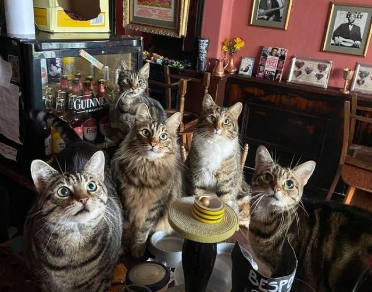イギリスのパブにいる猫たち