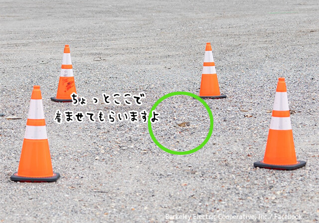 産んじゃいました。うっかり駐車場の地面で卵を産んだ鳥、三角コーンで守られ、無事孵化に成功