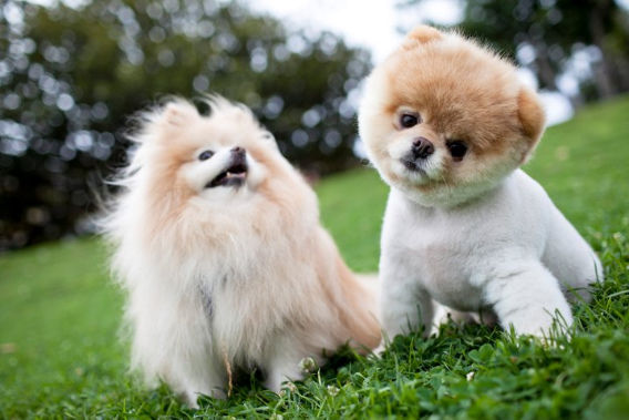 今 世界一かわいいとyoutubeで話題の犬 ブー Boo 画像追加 カラパイア 今 世界一かわいいとyoutubeで話題の犬 ブー Boo 画像追加 カラパイア