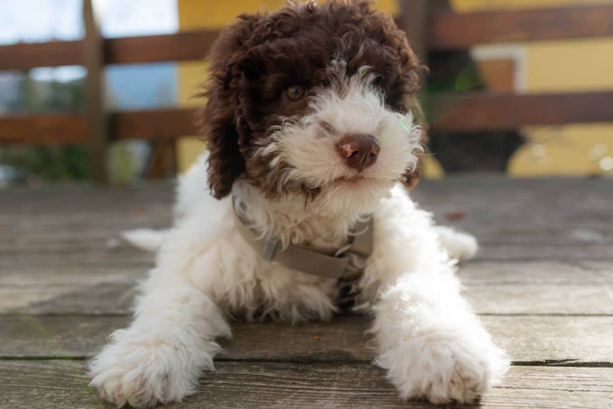 子犬がコインを掘り当てる