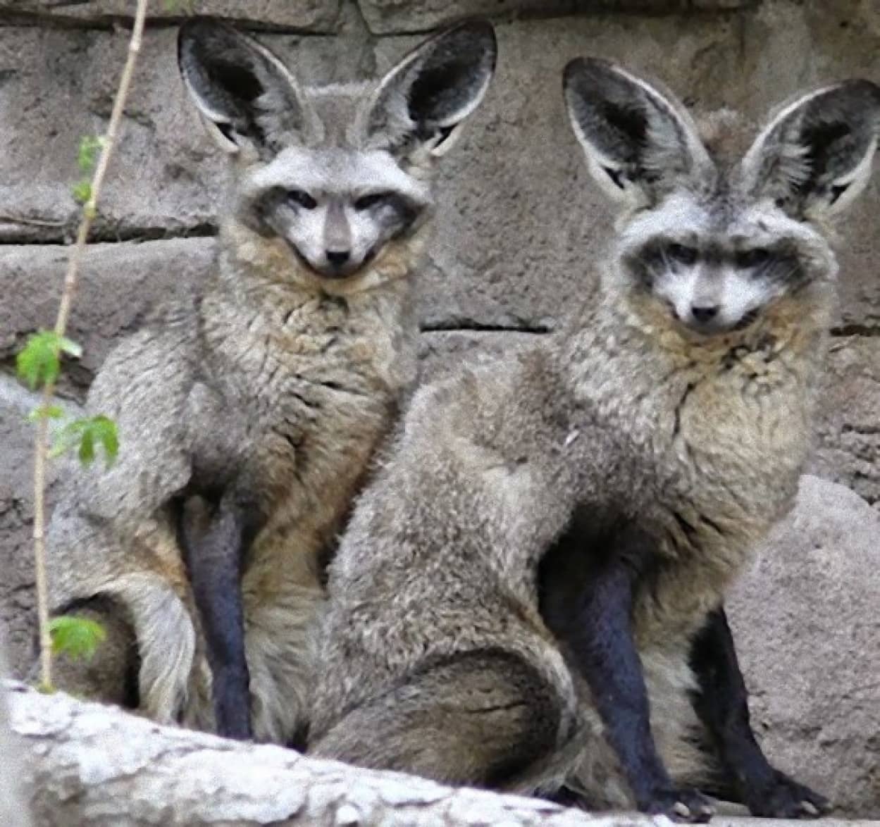 フェネックとはまた別の魅力をもつ大きな耳をもつキツネ オオミミギツネ カラパイア フェネックとはまた別の魅力をもつ大きな耳をもつキツネ オオミミギツネ カラパイア