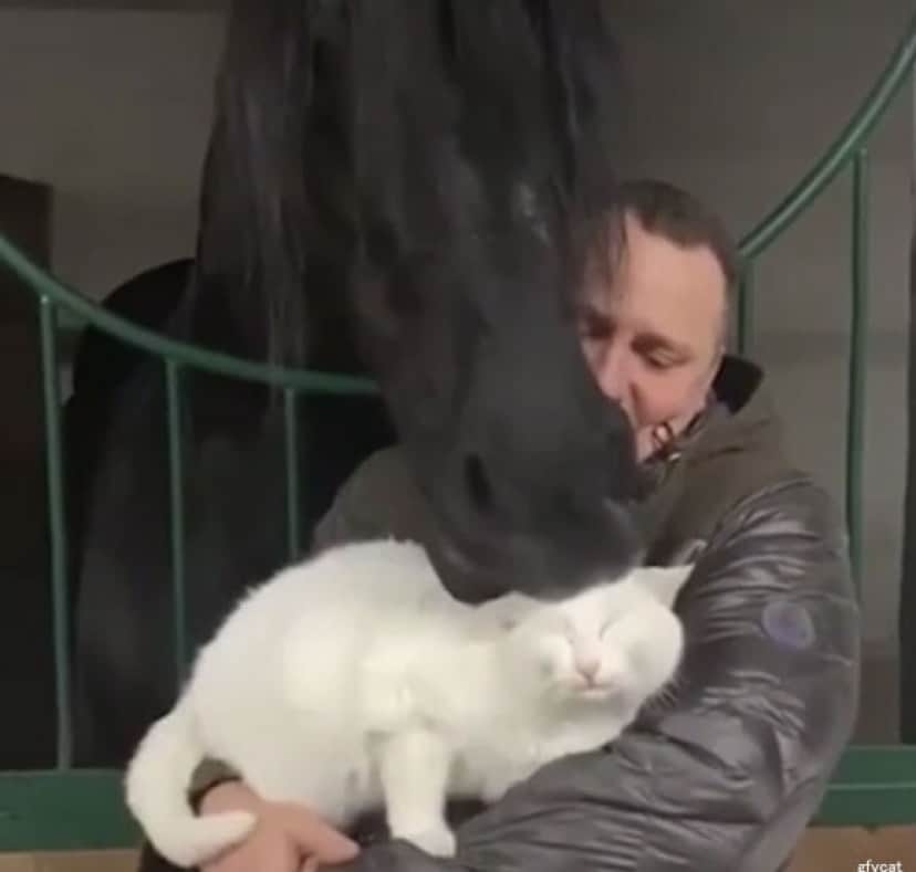 猫好きの馬 猫を口で はむはむ するよ カラパイア