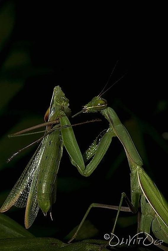 cannibalism_06_e